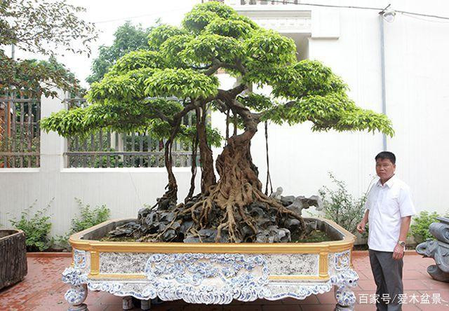 Mới đây, cây sanh 30 tỷ đồng của đại gia Phan Văn Toàn bất ngờ xuất hiện trên báo Trung và được ưu ái gọi là “ngôi sao của giới cây cảnh Việt Nam”. Ảnh: Ailinpenjing