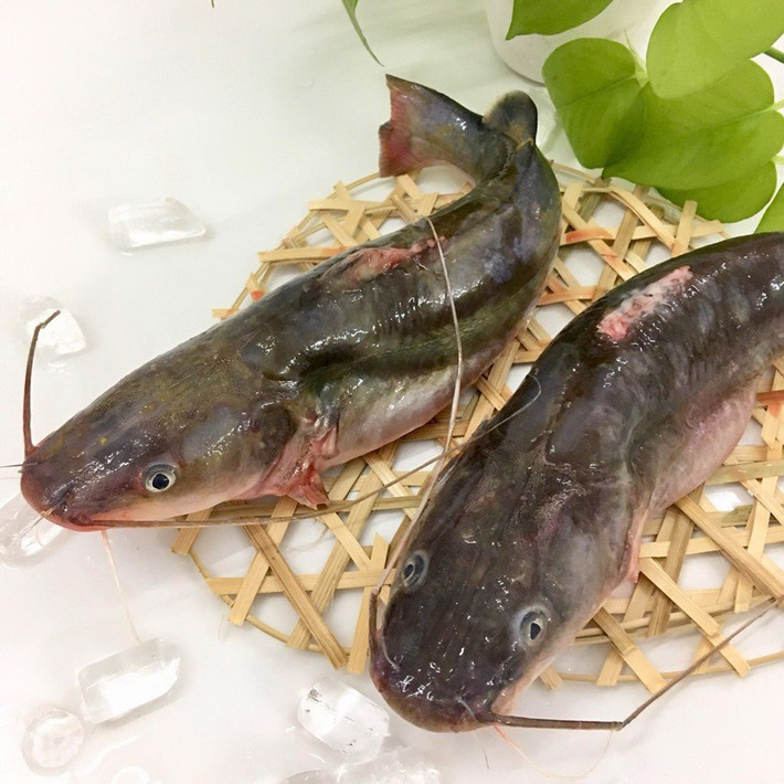 Từ xa xưa, cá lăng sông Đà Hòa Bình đã trở thành đặc sản tiến vua bởi mùi vị rất đặc trưng. Cá lăng hiện có giá đắt đỏ, lên tới 700.000 đồng/kg. Ảnh: Internet
