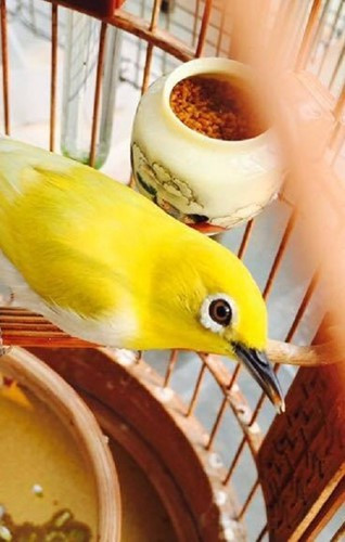 Ông vua chim màu còn thuê thêm người để thay mình chăm sóc chim mỗi khi quá bận rộn hoặc khi đi công tác phải vắng nhà. Ảnh: PLVN.