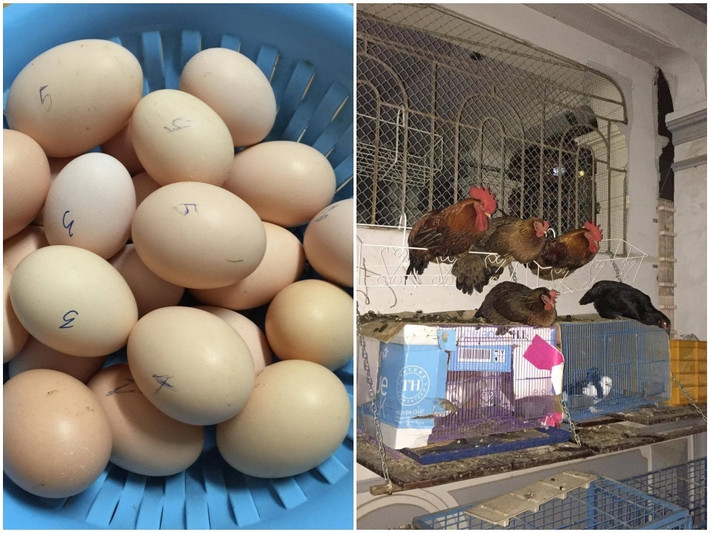 Khu vực nuôi gà nuôi chim cũng giúp gia đình chị có thêm nguồn thực phẩm sạch như thịt gà, thịt chim, trứng gà... Ảnh: Thời đại. Video: Ngắm khu vườn nhỏ xinh trên ban công. Nguồn: VTC1