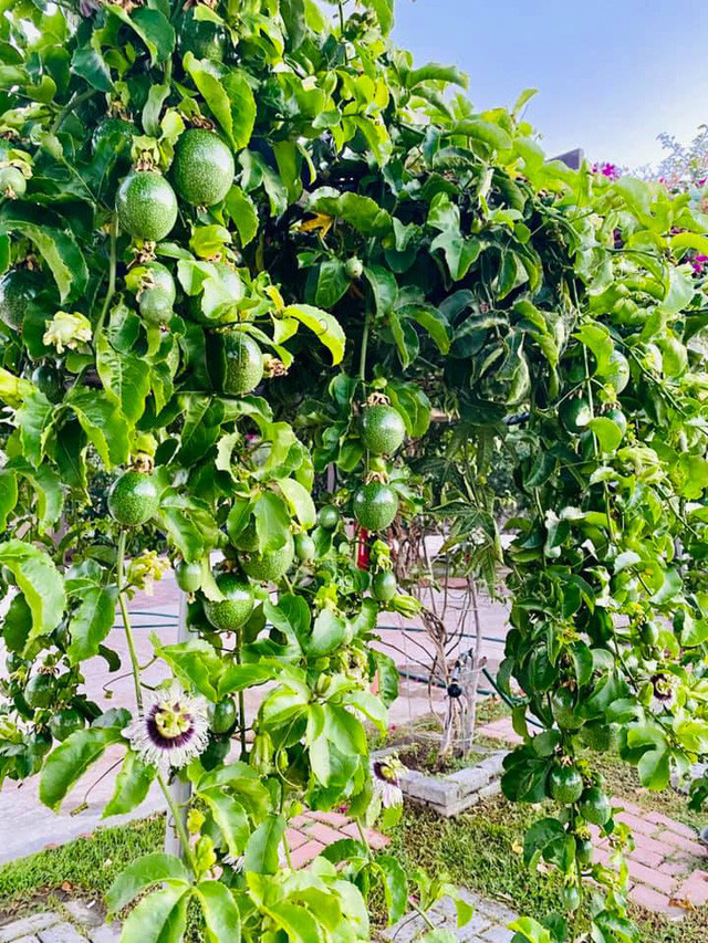 Khu vườn nhà Bằng Kiều trồng đa dạng các loại cây trái khác nhau như: quýt, cà chua, na, khế...