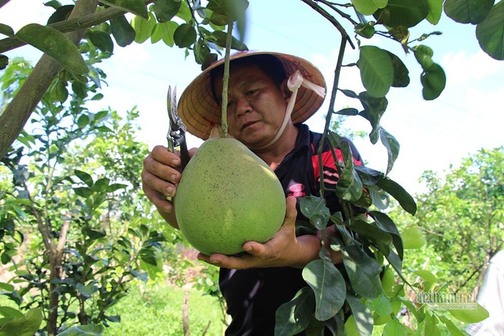 Người đầu tiên tại Việt Nam trồng giống bưởi đặc sản của Thái Lan là ông Võ Ngọc Duy Phong (ngụ thị trấn Cái Nhum, huyện Mang Thít, Vĩnh Long). Ảnh: Vietnamnet.