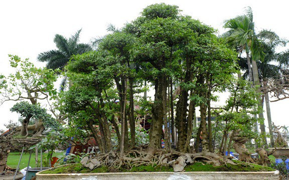 Khi ra mắt, chậu bonsai được rao bán với giá 180 triệu đồng. Ảnh: Nhịp sống kinh tế. Video: Độc: Cây bưởi diễn bonsai cổ thụ trăm triệu. Nguồn: VTC1