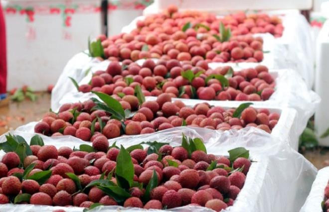 Không chỉ Nhật Bản, vải thiều Việt còn được xuất sang Singapore. Tại Singapore, vải luôn được coi là trái cây cao cấp và có mức giá cao so với các loại trái cây khác trên thị trường. Ảnh: VTCnews.