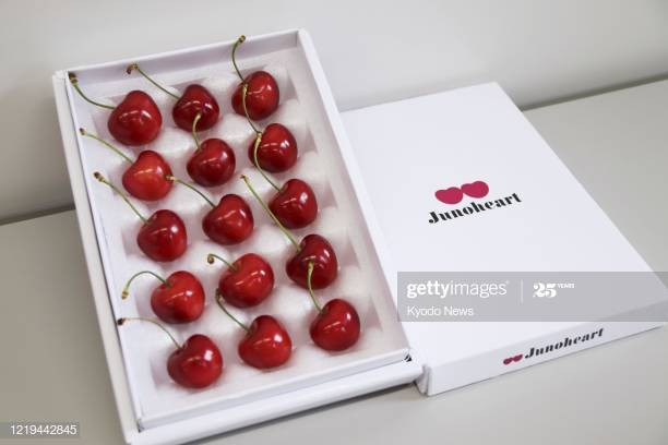 Ở Nhật Bản, cherry là loại quả nổi tiếng với danh hiệu đắt nhất thế giới, giá gần 400 USD/hộp 40-50 quả. Ảnh: Kyodonews