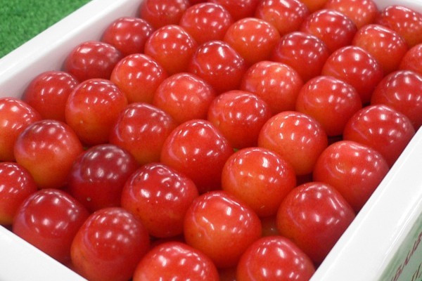 Trái cherry Nhật có màu đỏ tươi, trái nhỏ, mùa vụ dịp giữa hè. Ảnh: Kyodonews