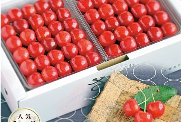 Cherry Nhật Bản có xuất xứ từ phương Tây từ thế kỷ 19, chủ yếu lấy hoa. Số lượng cây anh đào kết trái cực kỳ hạn chế. Ảnh: Vinfruits.