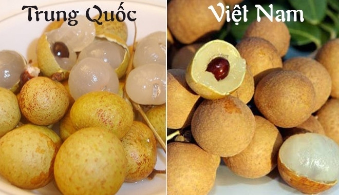 Trong khi đó, nhãn Trung Quốc thường có vỏ mỏng, rất nhanh thâm, thối. Cùi nhãn dày hơn nhưng hạt cũng to hơn các loại nhãn Việt Nam. Vị ngọt hơn nhưng không có mùi thơm đặc trưng.