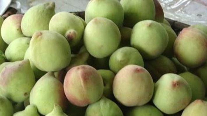 Đào mỏ quạ Sa Pa có phần đáy quả thường có chỗ nhọn lên và hơi khoằm, kích cỡ trái nhỏ, không đồng đều, đường kính tầm 5-6 cm và nhiều lông.