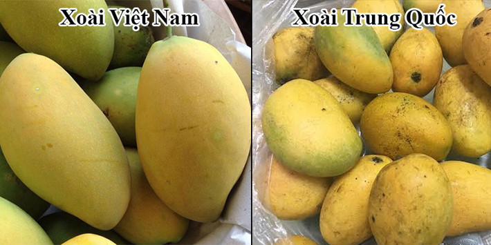 Xoài Việt Nam vỏ căng bóng, có màu vàng sáng, không bị thâm đen, vỏ nhăn, nhũn. Chín có mùi thơm ngọt đậm, không hắc. Còn xoài Trung Quốc vỏ bên ngoài thường màu xanh không chín vàng nhưng bên trong lại chín vàng, không có vị xoài và nhạt nhẽo, không có vị xoài và ăn nhạt nhẽo. Nguồn ảnh: Internet. Video: Đào Trung Quốc “đội lốt” đào Sa Pa. Nguồn: VTC1