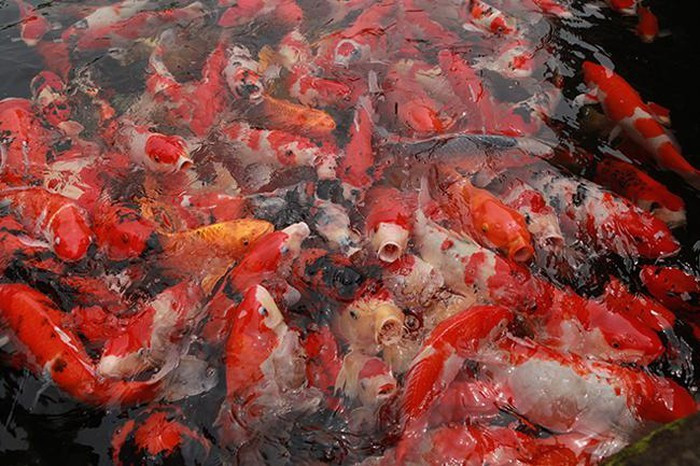 Thậm chí ngay cả ở Nhật Bản, cái nôi của cá Koi, để có một hồ cá Koi như thế này cũng không dễ. Ảnh: Dân Việt.