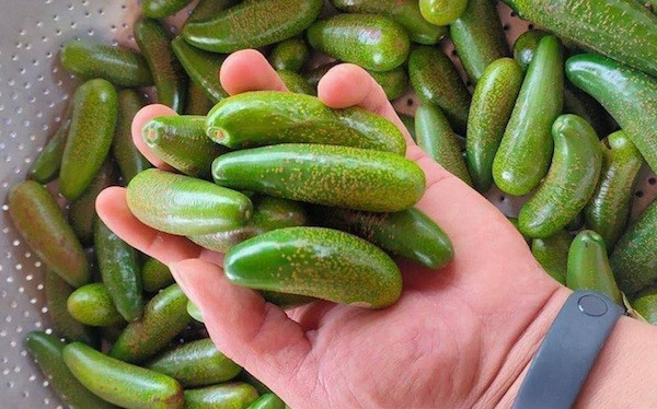 Khoảng tháng 4, tháng 5 vừa qua, chợ mạng lại xôn xao với loại bơ mini, kích thước chỉ bằng 3 ngón tay.