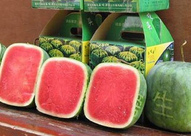 Nhiều khách hàng thưởng thức dưa hấu vuông cho biết, loại dưa này chỉ khác ở hình dạng, còn mùi vị và giá trị dinh dưỡng không mấy khác biệt. Ảnh: Phap luật TP HCM. Video: Dưa hấu ép nổi đắt hàng ngày Tết. Nguồn: VTC1