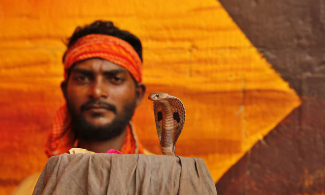 Rắn hổ mang được tôn thờ tại lễ hội Nag Panchami của người Hindu ở thành phố Prayagraj, Ấn Độ. (Nguồn Guardian)