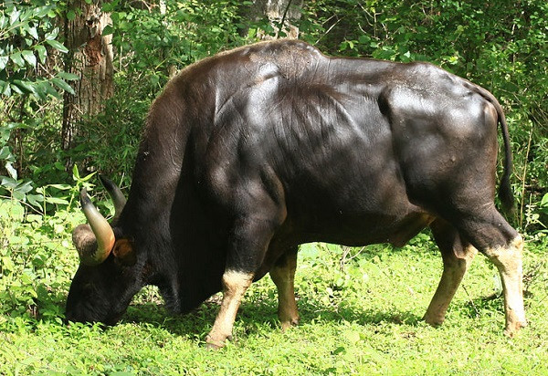 Bò tót có tên khoa học là Bosgaurus, con trưởng thành có thể cao đến 1,9m, nặng trên dưới 1 tấn, chân trắng, mình đen và sở hữu sừng dài, sắc nhọn.