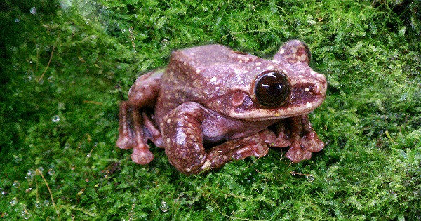 Chú ếch cuối cùng của loài Ecnomiohyla rabborum (thuộc họ Hylidae), đã chết vào ngày 7/10/2009 đánh dấu sự tuyệt chủng của loài ếch cây này.