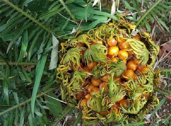 Cây có hoa đơn tính khác gốc mọc trên ngọn thân và được thụ phấn nhờ côn trùng và gió. \