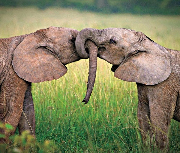 Khi động vật yêu đương còn say đắm hơn cả con người.