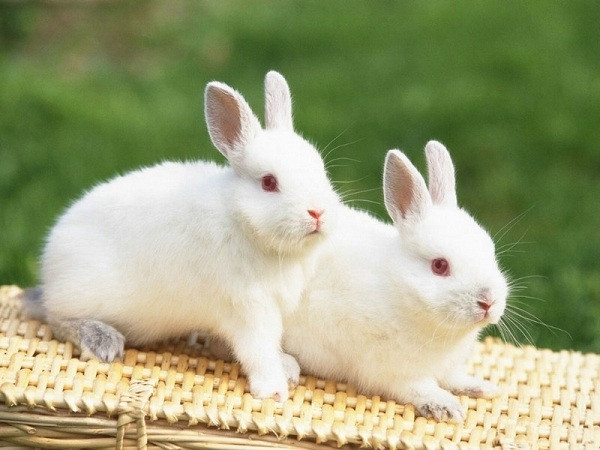 Với vẻ ngoài đáng yêu, thỏ thường được nhiều gia đình chọn nuôi để làm thú cưng. Tương tự chó hay mèo, giống thỏ nhà có tuổi thọ thông thường chỉ kéo dài từ 8 đến 12 năm, thậm chí có loài thỏ nhà chỉ sống được dưới 5 năm.