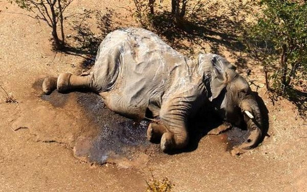Chính phủ Botswana hiện vẫn chưa kiểm tra thi thể của những con voi vì vậy chưa có thông tin về nguyên nhân gây ra vụ việc hay nguy cơ đối với con người. Tuy nhiên các nhà khoa học cho rằng chất độc hoặc mầm bệnh có thể đã gây nên vụ voi chết hàng loạt này.