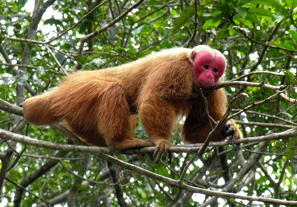 Khỉ Uakari mặt đỏ dễ được nhận diện bởi khuôn mặt lúc nào cũng đỏ tía như người say rượu. Chúng sở hữu bộ lông dài màu vàng nổi bật, cái đuôi nhỏ và hiện đang là loài động vật nằm trong Sách Đỏ cần được bảo tồn.