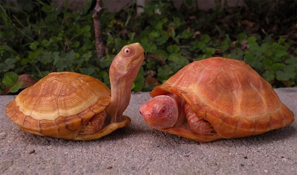 Tuy nhiên qua nghiên cứu, ông giải thích, rùa có thể có màu đỏ, cam, hồng hoặc vàng vì một số sắc tố vẫn còn trên da của chúng.