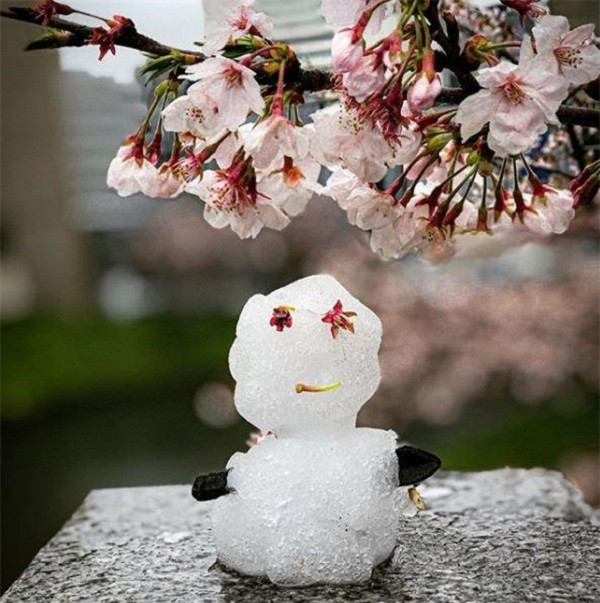 Tuyết xuất hiện ở Tokyo đã là điều khá đặc biệt, nhưng điều ngạc nhiên hơn nữa là nó xảy ra vào tháng Tư trong khi hoa anh đào nở rộ. Đây là đợt tuyết rơi mùa xuân đầu tiên ở Tokyo sau 32 năm. Mặt trời lạ xuất hiện ở miền Trung khiến nhiều người lo lắng | VTC14