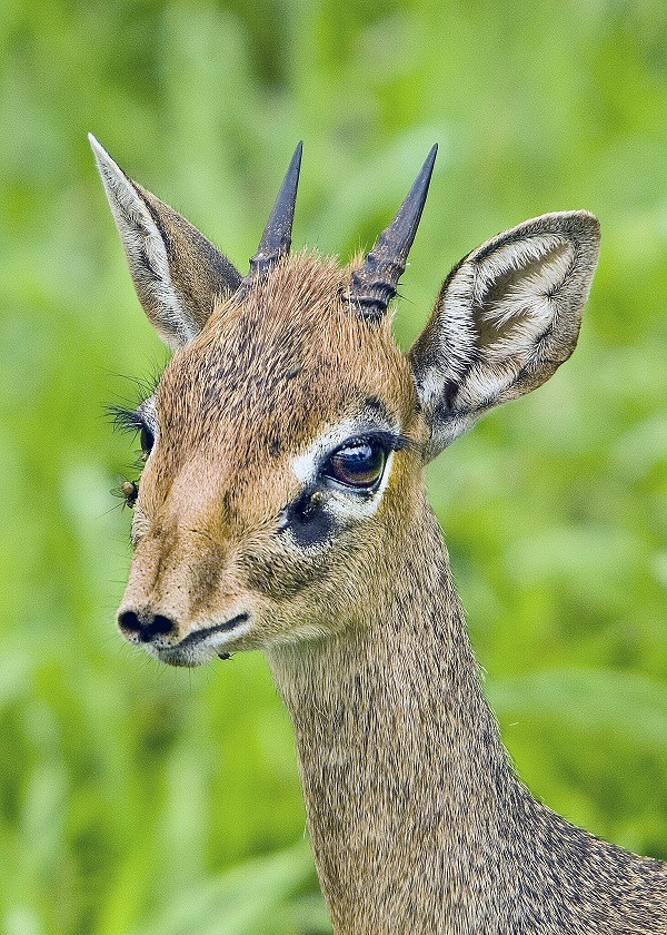 Linh dương Dik Dik chỉ cao 30-40cm nhưng lại sở hữu khuôn mặt "hotgirl" trong số các loài linh dương. Âm thanh của loài được mệnh danh là độc nhất vô nhị, dùng để cảnh báo đồng loại khi có nguy hiểm rình rập.