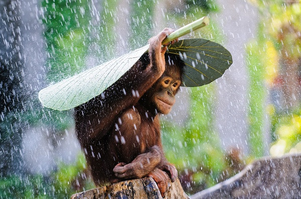 Bức ảnh chứng minh khi động vật tìm cách trú mưa, con người cũng phải nể phục vì quá sáng tạo. Chú tinh tinh con biết tự kiếm cho mình một tán lá rộng che mưa.