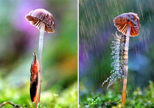 Nơi trú mưa lý tưởng của các loài động vật bò sát nhỏ - dưới tán nấm.