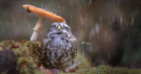 Cũng là trú mưa dưới tán nấm nhưng là phiên bản kích cỡ ''quá khổ''.