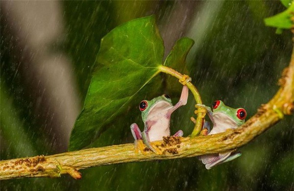 Hai anh chàng ếch xanh tranh nhau ''chiếc ô'' duy nhất giữa cơn mưa rào.