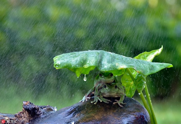 Hai con ếch xanh trú mưa vô cùng thông minh khi xếp chồng lên nhau để tiết kiệm không gian dưới tán lá.