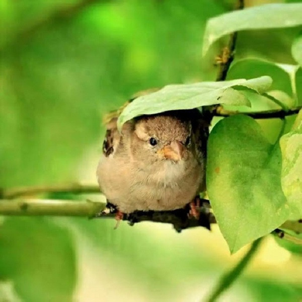 Chú chim này có vẻ hơi... quá khổ so với chiếc lá nhỏ nhắn.
