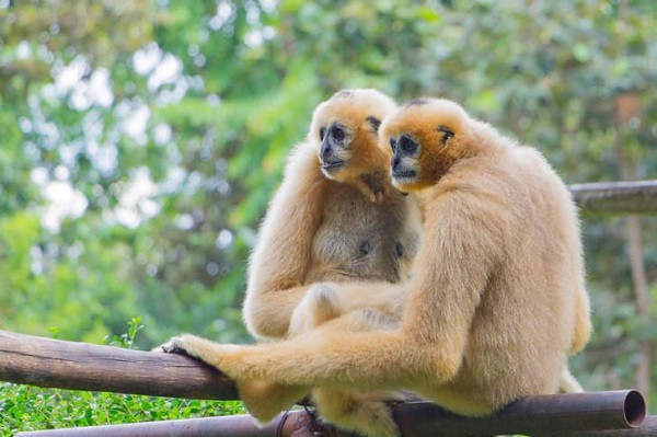 Là một trong những loài vật có đặc điểm tiến hóa gần gũi nhất với loài người, tuy nhiên loài vượn có một tính cách đặc biệt mà không phải con người nào cũng có, đó là cực kỳ chung thủy. vượn lông xù không có nhiều bạn tình trong suốt vòng đời dài 35 đến 40 năm của nó.