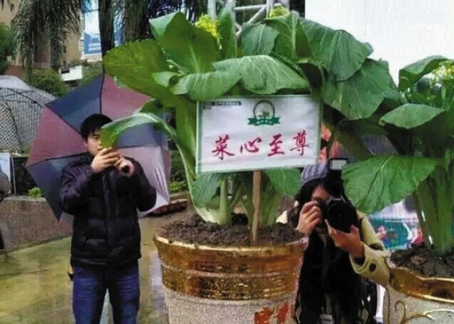Vào mùa thu đông, nhiệt độ ngày và đêm ở Liên Châu có sự chênh lệch khá lớn, rau cải chip vua phải chuyển hóa tinh bột trong người thành đường để chống đỡ giá lạnh nên giống rau này có độ ngọt cao, tươi và chứa rất nhiều nước. Ảnh: Sohu