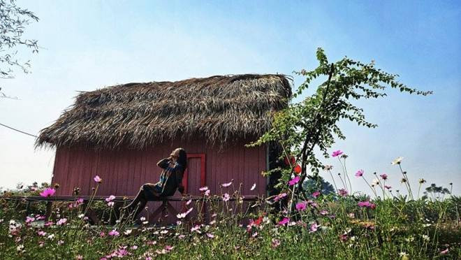 Bao quanh ngôi nhà tranh là các loại hoa xinh xắn.