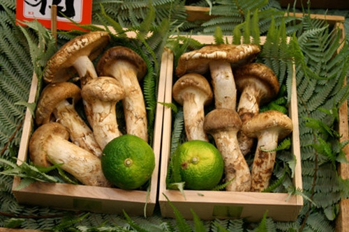 Nấm Matsutake mọc trên Bán đảo Triều Tiên, Trung Quốc và thậm chí ở Mỹ, nhưng chỉ loại nấm thu hoạch ở Nhật Bản, đặc biệt là xung quanh khu vực Kyoto, mới mang lại những giá trị thực sự đáng kinh ngạc. Ảnh: Kyoto Foodie