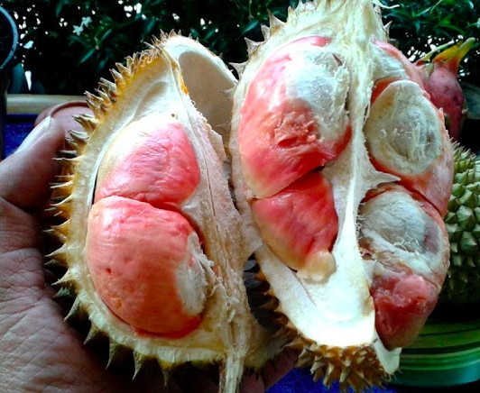 Sầu riêng sầu vồng có thể được trồng ở nhiều vùng khí hậu và có thời gian bảo quản kéo dài, giữ tươi từ 6 đến 7 ngày so với thời hạn sử dụng trung bình 2 đến 3 ngày của sầu riêng truyền thống. Ảnh: BorobudurNews