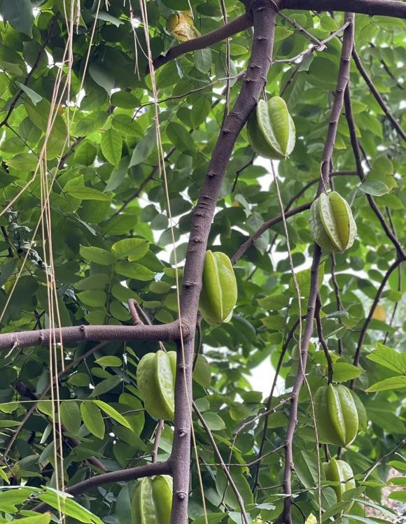 Cây khế cho quả sai trĩu cành.
