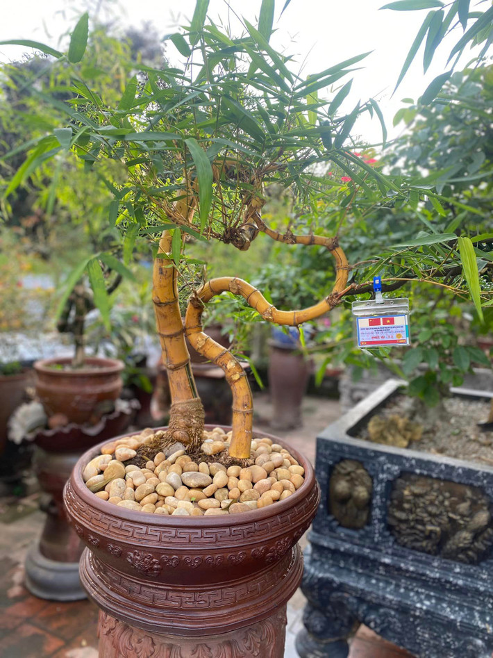 Theo anh Luân, cây cảnh như si, xanh có thể uốn được dáng theo ý muốn nhưng tre thì không thể. Ảnh: FBNV