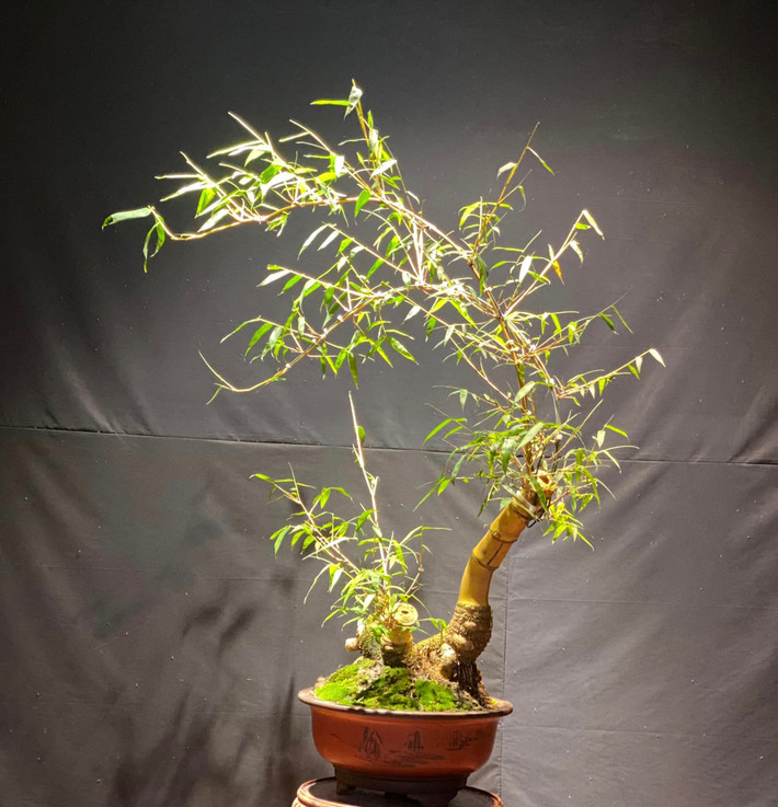 Một tác phẩm tre bonsai khác của anh Luân. Ảnh: FBNV