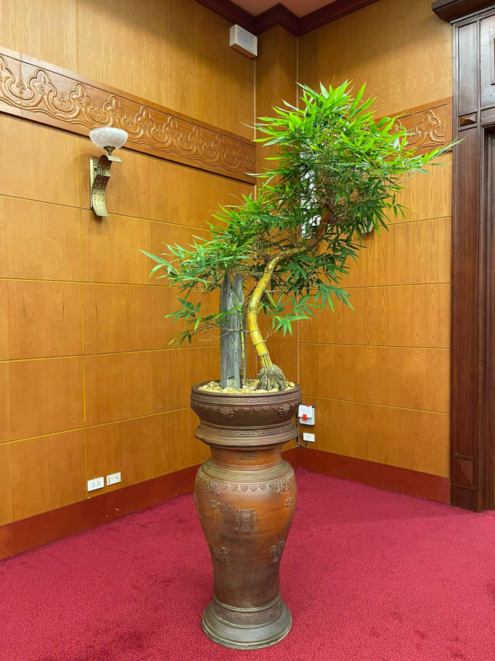 Mỗi gốc tre bonsai trong vườn của anh Luân dao động từ 500.000 đồng đến 40-50 triệu/cây. Ảnh: FBNV