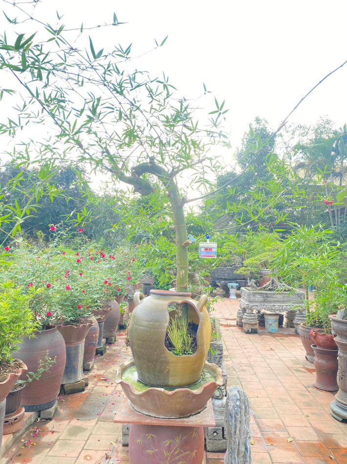 Với anh Luân, một cây tre bonsai đẹp phải có củ to, thân kỳ, lá nhỏ, dăm dày và có gai. Thân tre có đốt ngắn, đốt dài, co duỗi linh hoạt. Ảnh: FBNV
