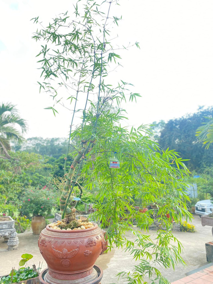 Các thế kỳ hoa, dị thảo của tre đều do tạo hóa tự nhiên, anh Luân dựa theo đó để tạo tán. Vì thế, chơi tre phải tư duy nhiều hơn các cây cảnh khác. Ảnh: FBNV