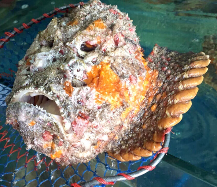 Cá mặt quỷ thường sống ở các vùng nước cạn, những khu vực gành đá hay các rạn san hô. Tại Việt Nam, loài cá này có nhiều ở biển Nha Trang, Quảng Ngãi, Phú Yên, Lý Sơn. Ảnh: Haisanbienxanh