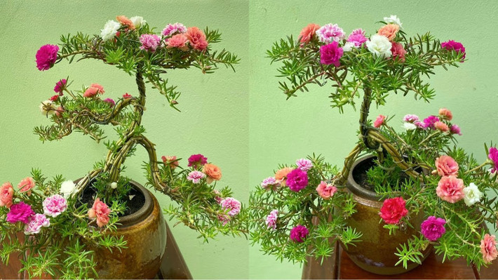 Ít ai ngờ, hoa mười giờ cũng được "biến tấu" thành bonsai đẹp mắt. Ảnh: Youtube