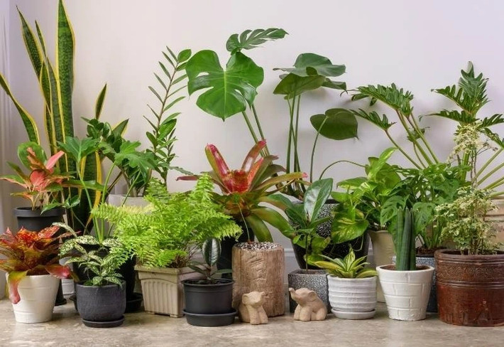 Ngày nay, nhiều người thích sưu tầm các cây cảnh hoang dã, mang về nhà để "lên đời" chúng thành những chậu bonsai xinh đẹp. Ảnh: Dân Việt