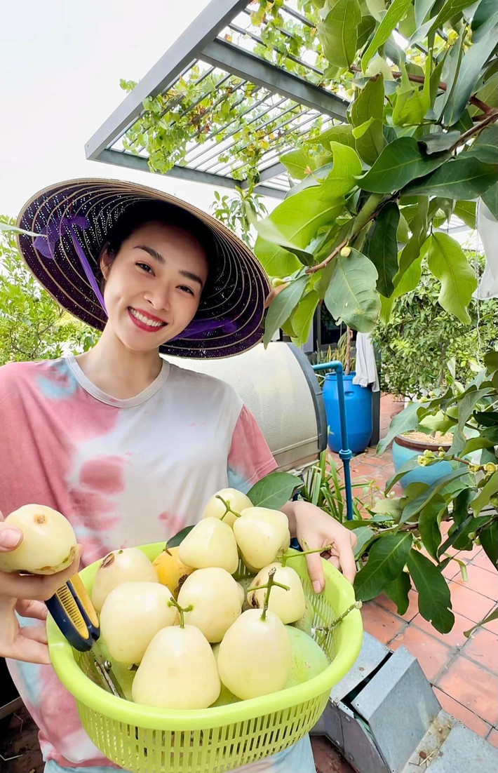 Diễn viên Diệp Bảo Ngọc cho biết, mận trong vườn nhà nhiều trái và "siêu ngọt".