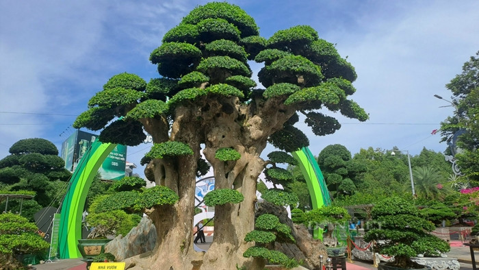 Xuất hiện tại Triển lãm và Hội thi Sinh vật cảnh khu vực miền Trung - Tây Nguyên diễn ra tại TP Quy Nhơn (Bình Định) năm 2023, cây duối cổ thụ của nghệ nhân Nguyễn Duy Toàn (TP Quy Nhơn) thu hút sự chú ý đặc biệt của khách tham quan. Ảnh: Dân Việt